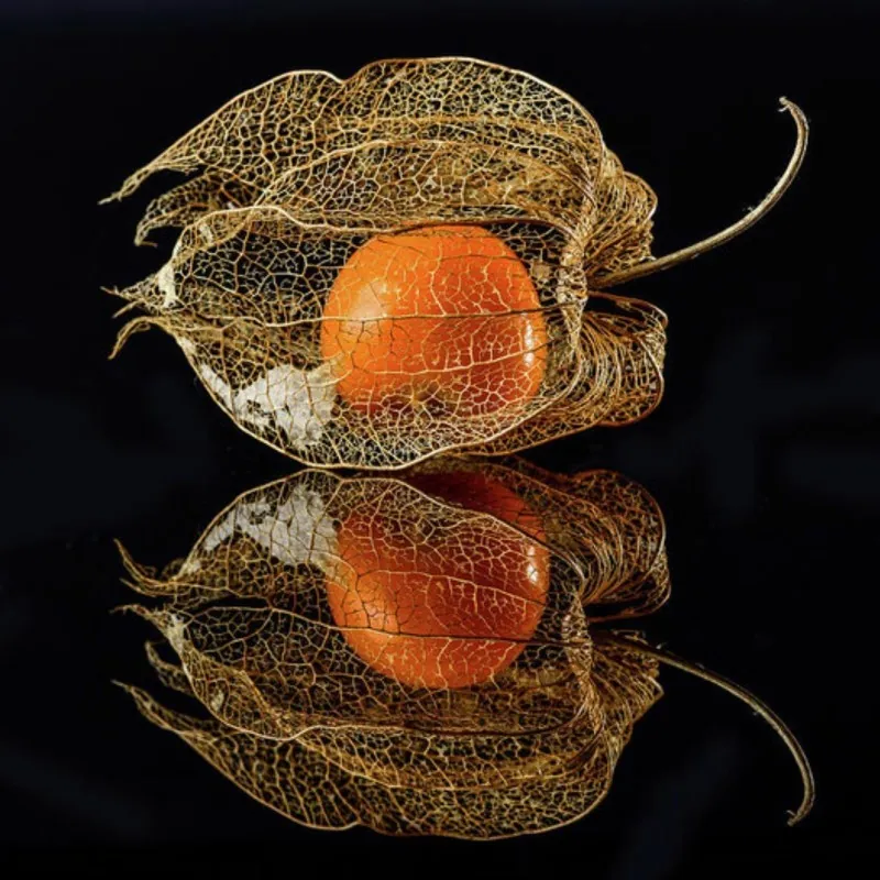 Sementes de Lanterna Chinesa