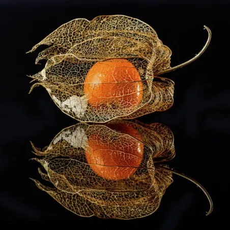 Sementes de Lanterna Chinesa