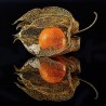 Seme Cveca Lampion (Physalis alkekengi) | 1,55 €