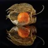 Sementes de Lanterna Chinesa