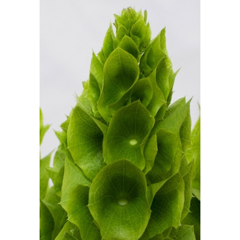 Semi di Campanella d'Irlanda (Moluccella laevis) | 1,75 €