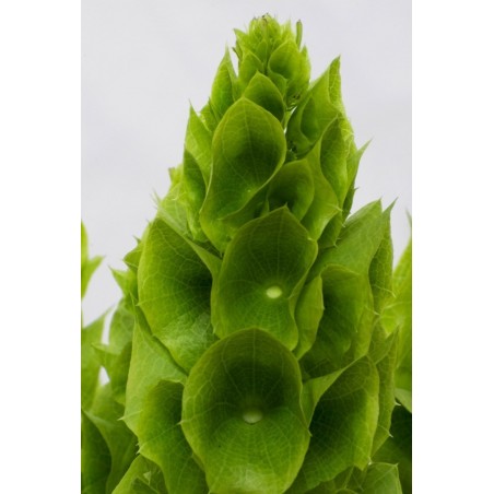 Semi di Campanella d'Irlanda (Moluccella laevis) | 1,75 €