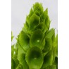 Semi di Campanella d'Irlanda (Moluccella laevis) | 1,75 €