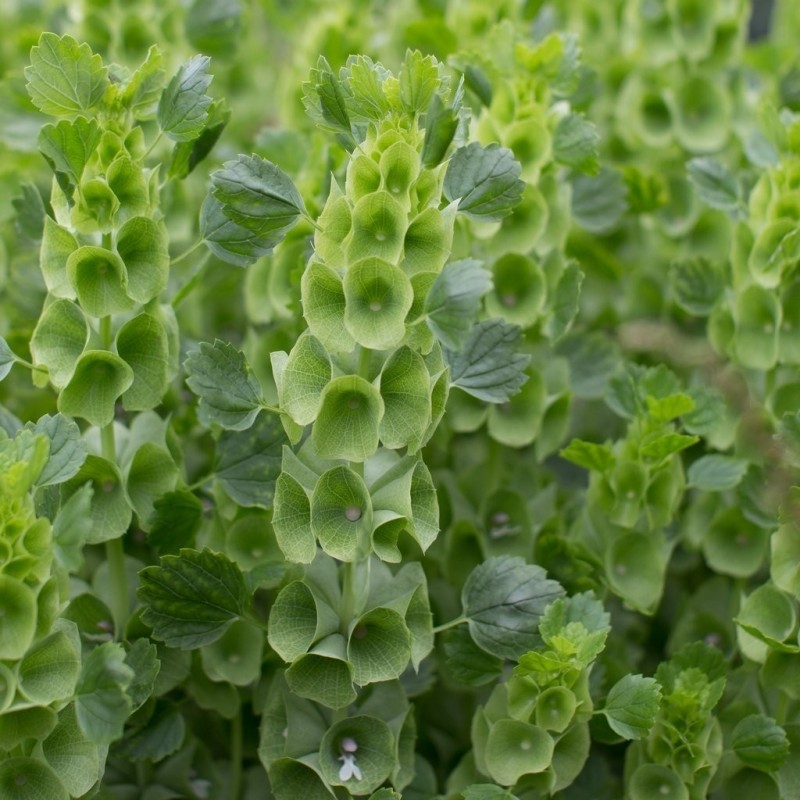 Semi di Campanella d'Irlanda (Moluccella laevis) | 1,75 €