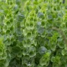 Semi di Campanella d'Irlanda (Moluccella laevis) | 1,75 €
