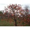 Semințe de persimon japonez (Diospyros kaki)