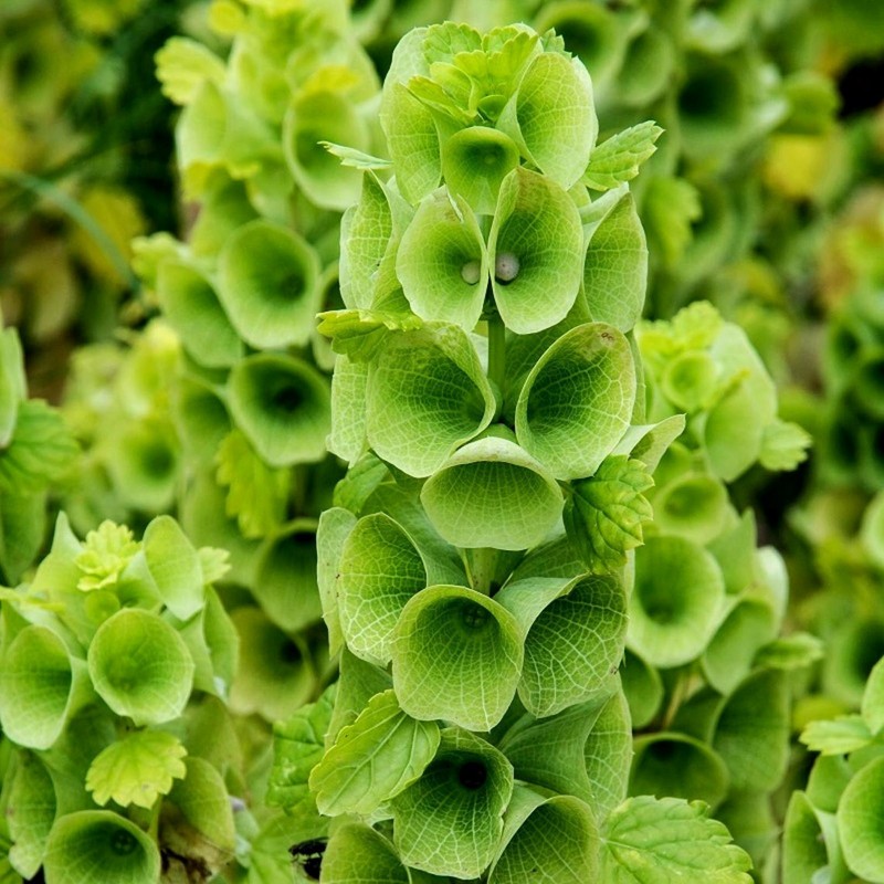 Semi di Campanella d'Irlanda (Moluccella laevis) | 1,75 €