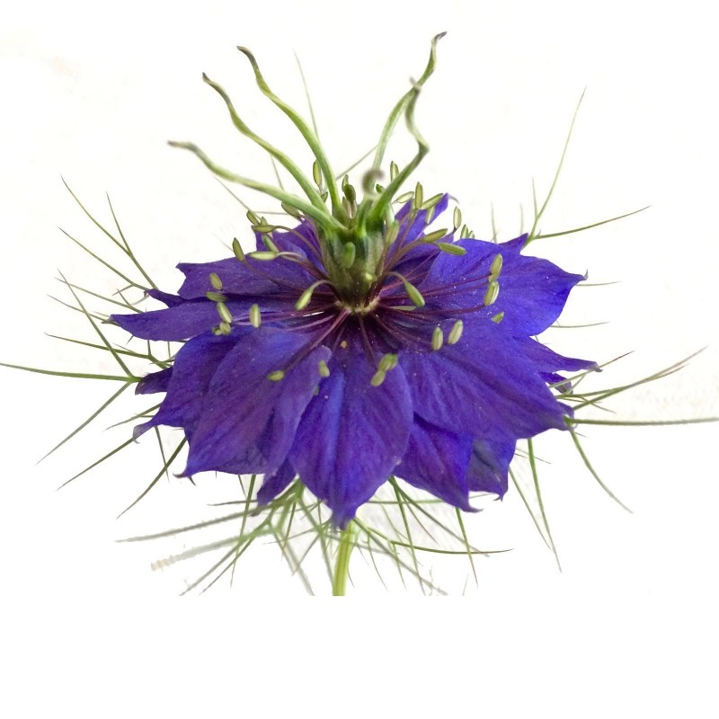 Price: €1.95 - Jungfer im Grünen Blau Samen (Nigella damascena) - 