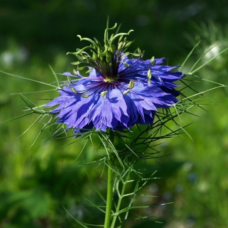 Price: €1.95 - Jungfer im Grünen Blau Samen (Nigella damascena) -