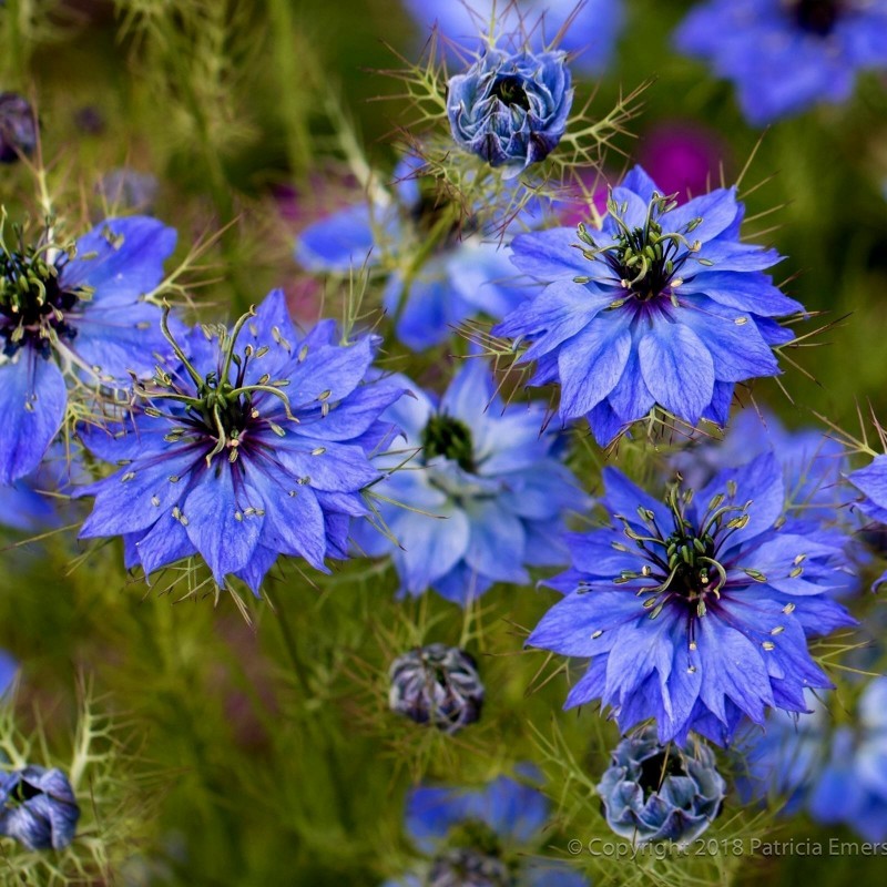 Love-In-A-Mist, Ragged Lady Flower Seeds 1.95 - 2
