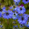 Price: €1.95 - Jungfer im Grünen Blau Samen (Nigella damascena) - 