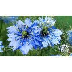 Love-In-A-Mist, Ragged Lady Flower Seeds 1.95 - 3