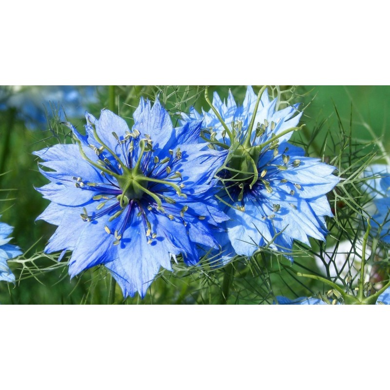 Price: €1.95 - Jungfer im Grünen Blau Samen (Nigella damascena) - 