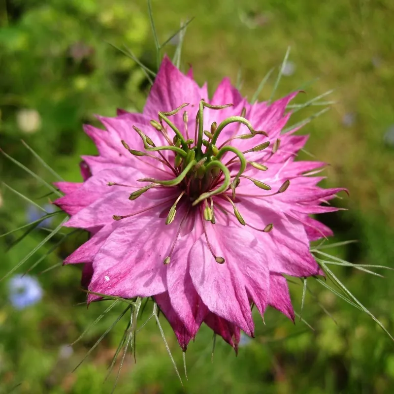 Love-In-A-Mist Multicolor, Ragged Lady Flower Seeds