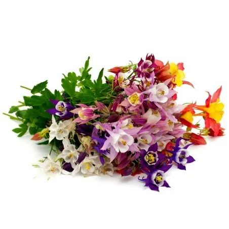 Semillas de Aquilegia McKana gigantes