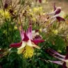 Semillas de Aquilegia McKana gigantes
