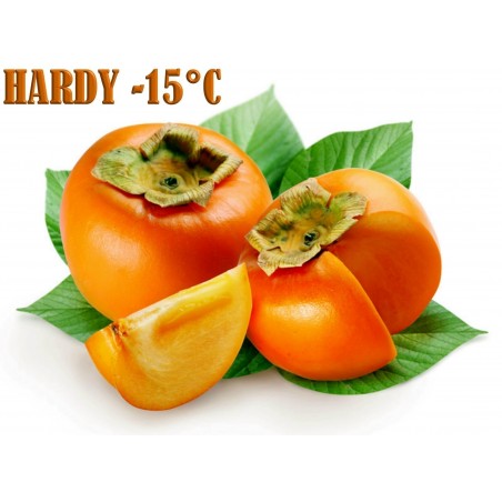 Price: €3.55 - Semi di Kaki o Diospiro (Diospyros kaki L.) -