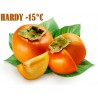 Price: €3.55 - Semi di Kaki o Diospiro (Diospyros kaki L.) - 