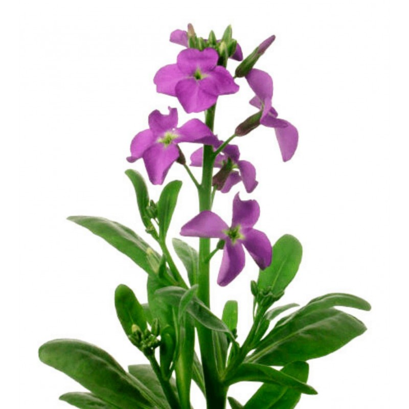 Price: €2.05 - Semillas de Matthiola bicornis - 