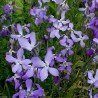 Night Scented Stock Seeds