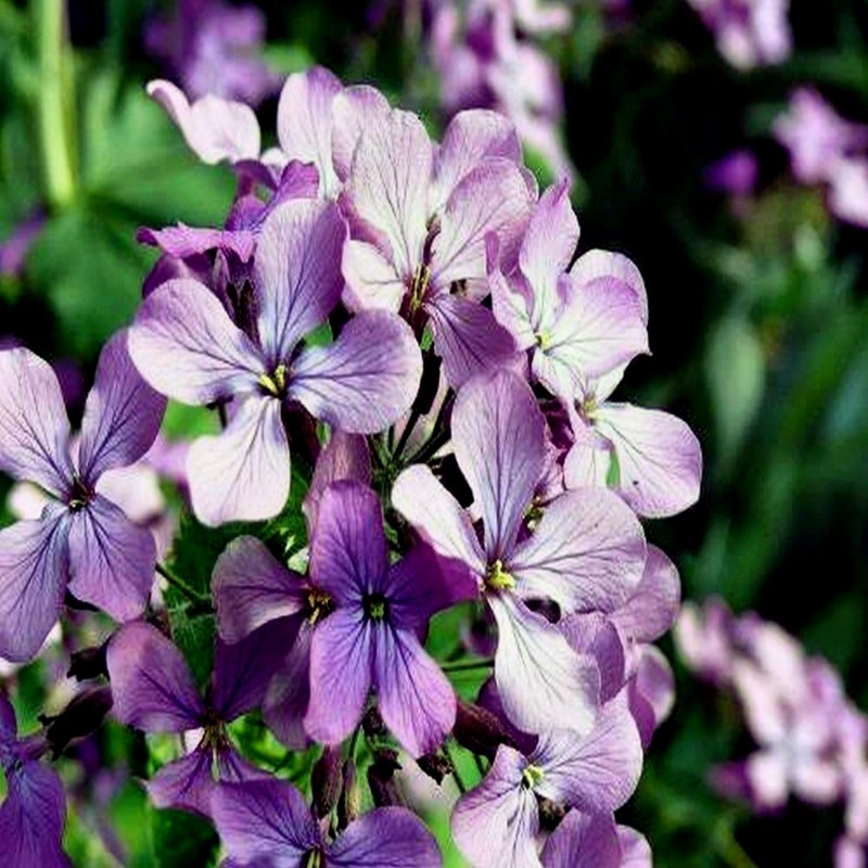 Price: €2.05 - Semillas de Matthiola bicornis - 