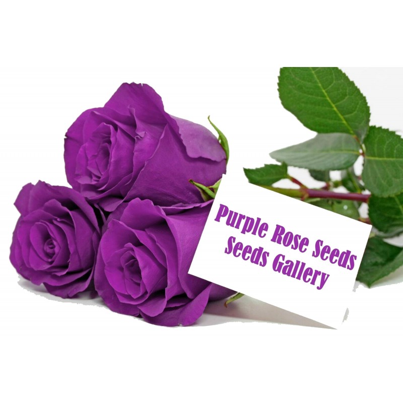 Semillas de Púrpura Rose 2.5 - 2