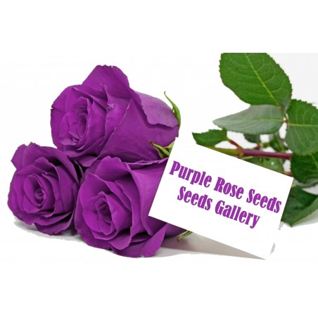 Graines de Rose Pourpre | 2,50 €
