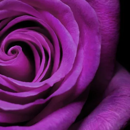 Purple Rose Seeds