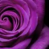 Purple Rose Seeds