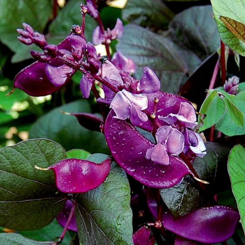 Semi di Dolico Egiziano, Lablab (Lablab purpureus)