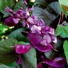 Helmbohne, Ägyptische Bohne Samen (Lablab purpureus) | 2,05 €