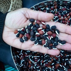 Price: €2.049999 - Sementes Feijão pedra ou orelhas de padre (Lablab purpureus) - 