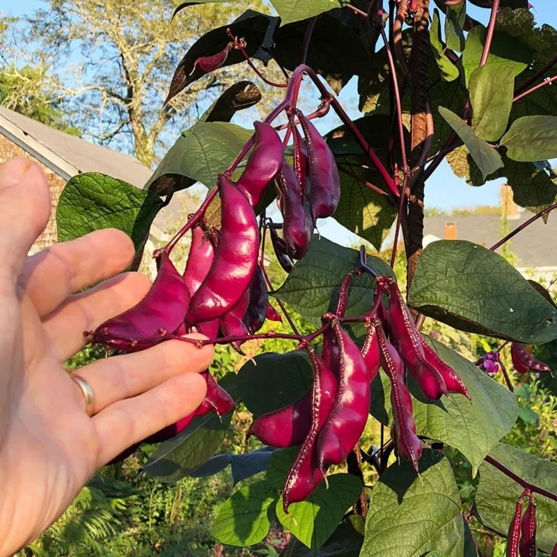 Semi di Dolico Egiziano, Lablab (Lablab purpureus)