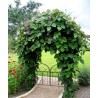 Graines Pois Antique, Dolique d'Égypte (Lablab purpureus) | 2,05 €