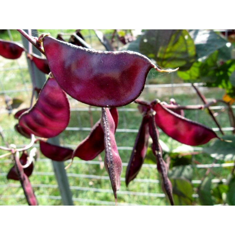 Helmbohne, Ägyptische Bohne Samen (Lablab purpureus)