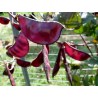 Sementes Feijão pedra ou orelhas de padre (Lablab purpureus) | 2,05 €