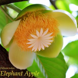 Elephant Apple Seeds (Dillenia indica) 3.25 - 1