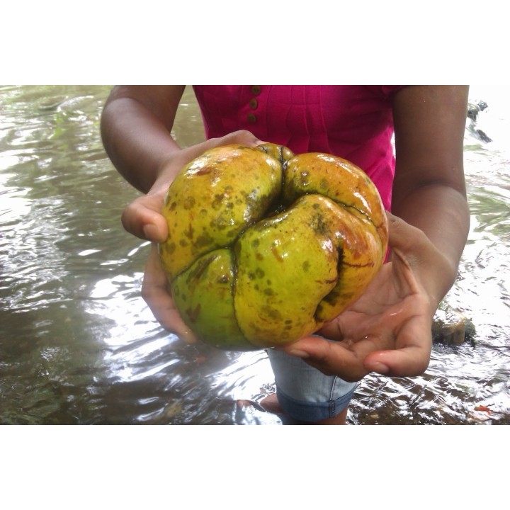 Elephant Apple Seeds (Dillenia indica) - 2.925