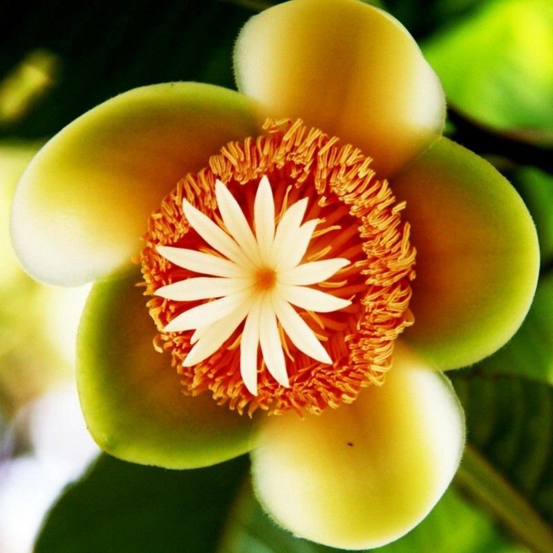 Indische Rosenapfel Samen (Dillenia indica)