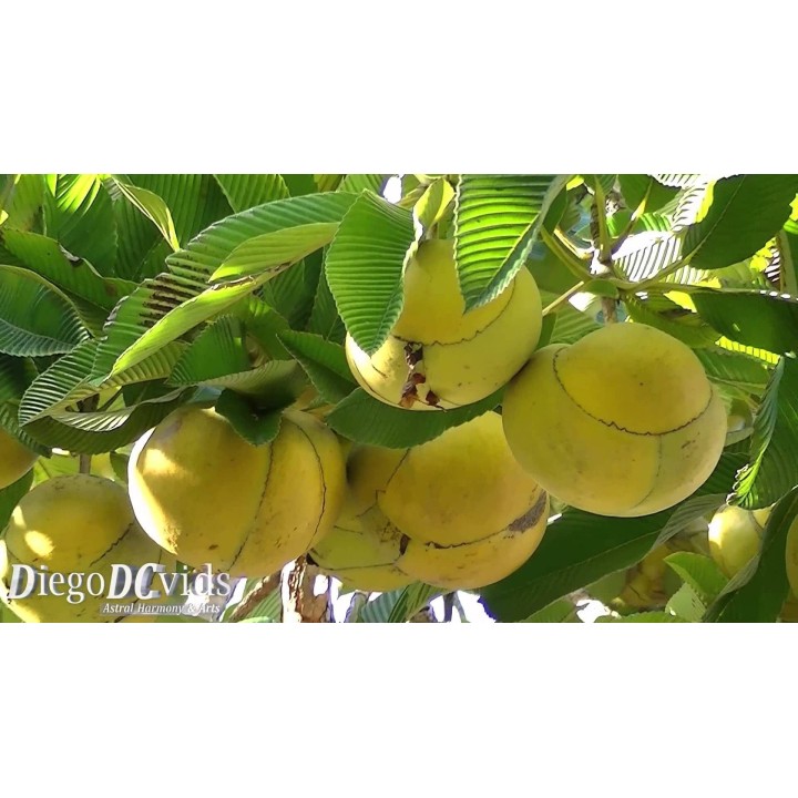 Elephant Apple Seeds (Dillenia indica) - 2.925