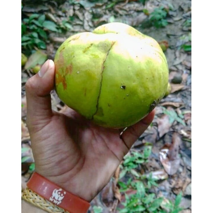 Elephant Apple Seeds (Dillenia indica) - 2.925