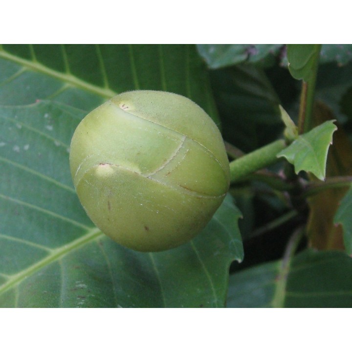 Elephant Apple Seeds (Dillenia indica) - 2.925