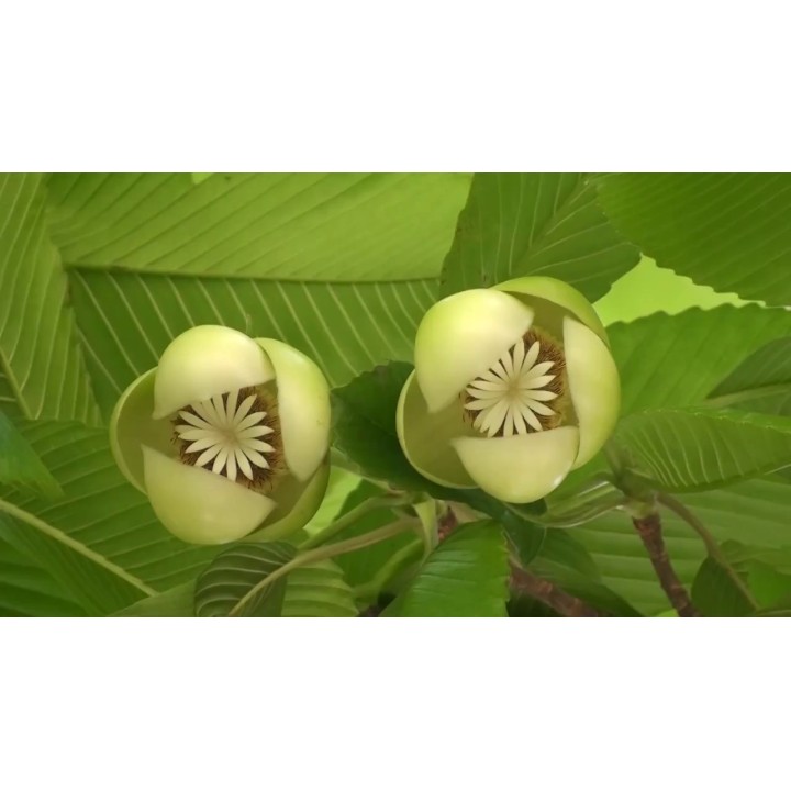 Elephant Apple Seeds (Dillenia indica) - 2.925