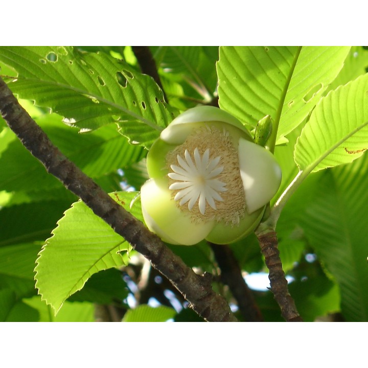 Elephant Apple Seeds (Dillenia indica) - 2.925