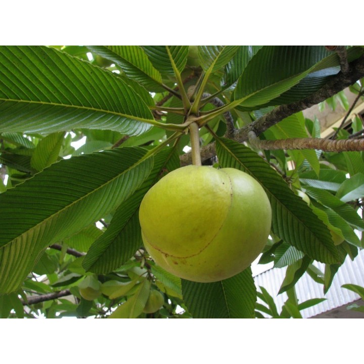 Elephant Apple Seeds (Dillenia indica) - 2.925