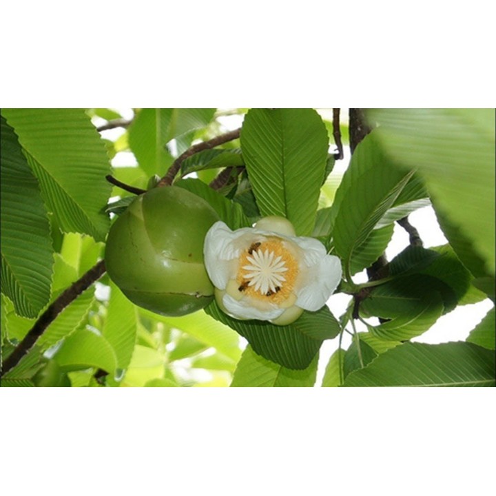 Elephant Apple Seeds (Dillenia indica) - 2.925