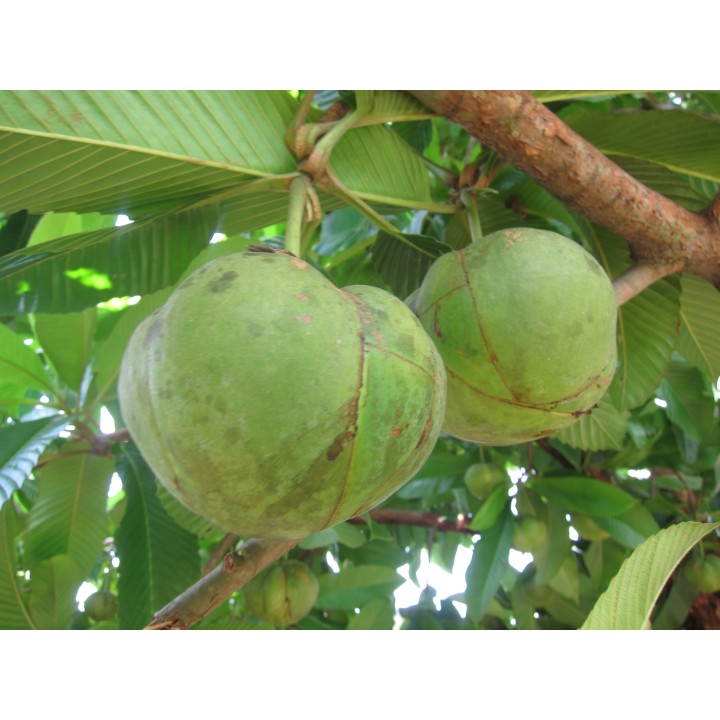 Elephant Apple Seeds (Dillenia indica) - 2.925