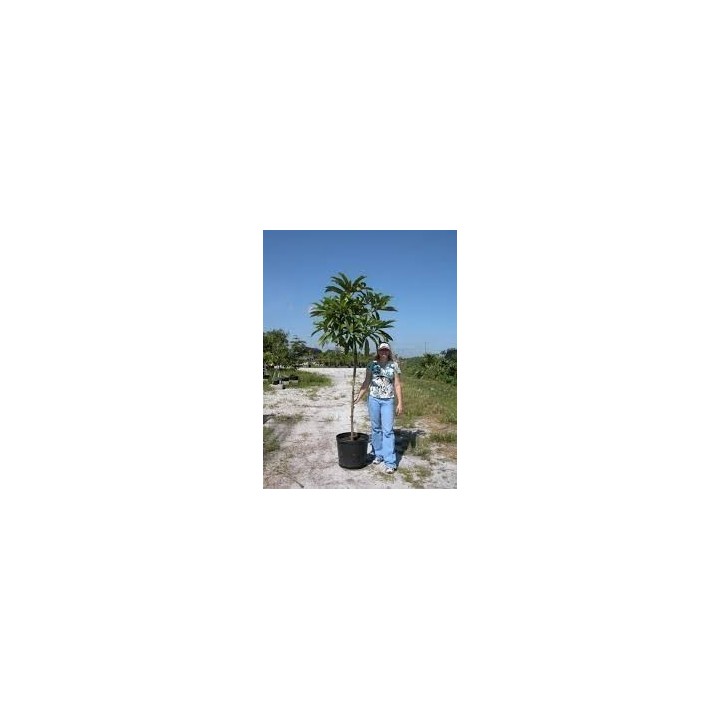 Elephant Apple Seeds (Dillenia indica) - 2.925