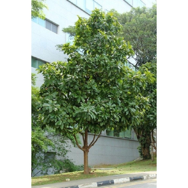 Elephant Apple Seeds (Dillenia indica) - 2.925