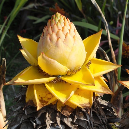 Graines Banane naine chinoise, Banane lotus doré